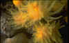 Leptosammia.jpg (170545 byte)
