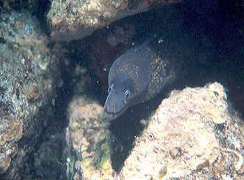 murena