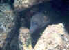 Murena