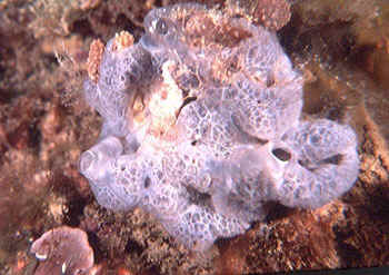 spugna incrostante