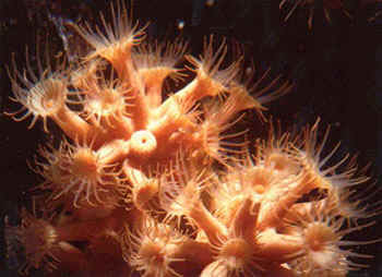 parazoanthus - margherite di mare