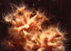 Parazoanthus