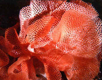 retepora - rosa di mare