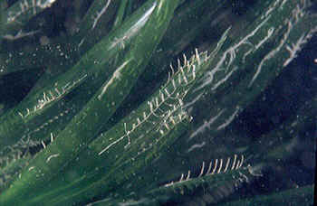 posidonia oceanica