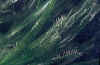 Posidonia Oceanica