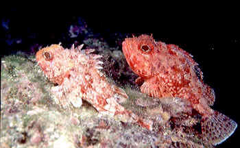 scorfani