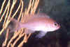 Castagnola Rossa