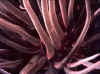 Anemone