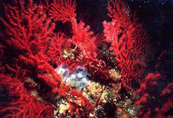 gorgonia rossa