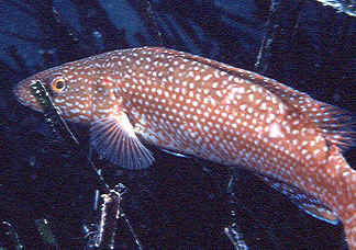 tordo d'alga