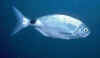 Occhiata