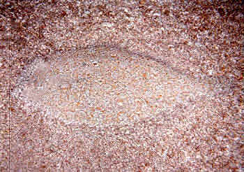 sogliola
