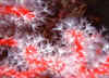 Corallo Rosso