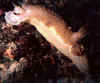 Nudibranco