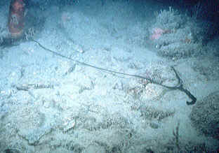bonellia