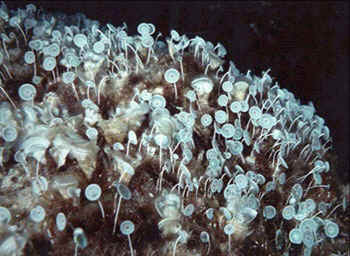 acetabularia