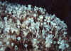 Acetabularia