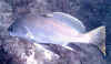 Corvina