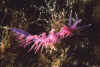 flabellina1.jpg (25267 byte)