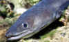 grongo.jpg (112405 byte)