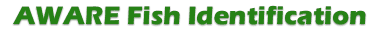 AWARE Identificazione dei pesci