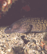 Murena mediterranea