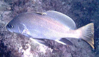 corvina